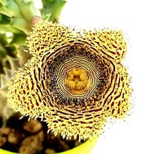 Talea Senza Radici Huernia
