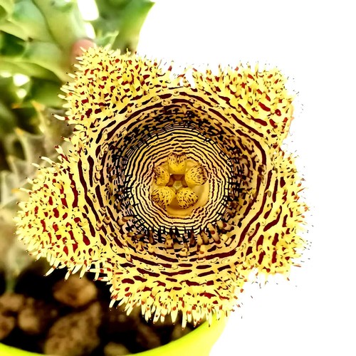Talea senza radici huernia - talea,