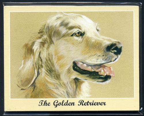 The golden retriever - the, man's