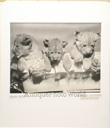 Cuccioli leone cesta - leone,