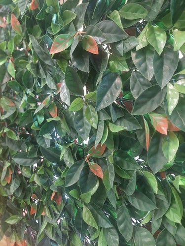Siepe artificiale photinia - artificiale,