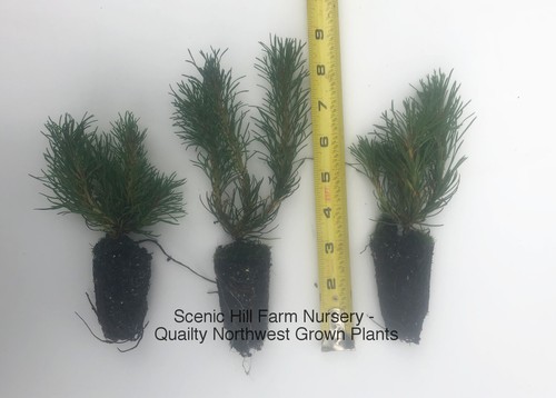 Dwarf swiss mountain pine - dwarf,