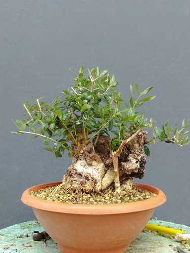 Bonsai olivastro 30x20cm - 30x20cm, in