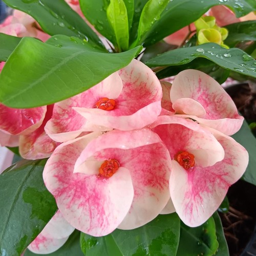 Pianta ibrida euphorbia milii - euphorbia,
