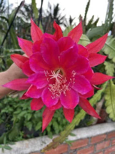 Bouture epiphyllum 301 - epiphyllum,
