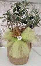 Pianta Di Ulivo Bonsai  In