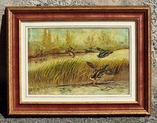 Zanotti Francesco  ( ? - ? ) Scena di caccia all' anatra, germano reale. Olio. 