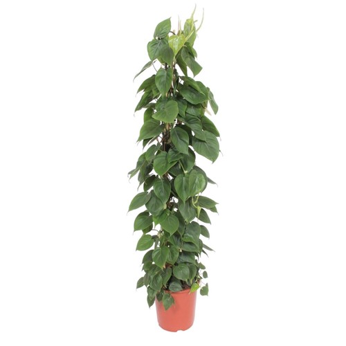 Philodendron scandens sulla - scandens,