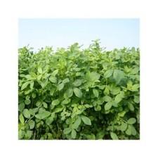 SEMI DI ERBA MEDICA - MAS ALFA