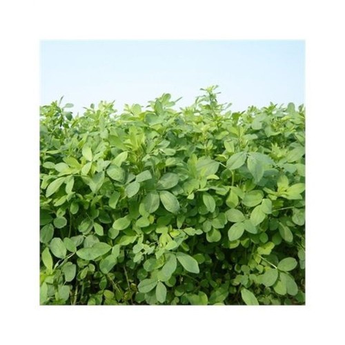 Semi erba medica mas alfa - di,