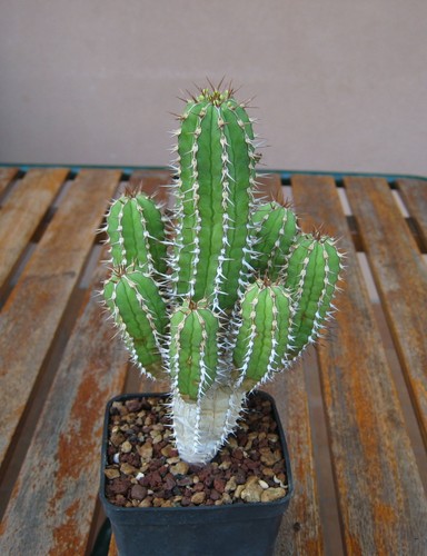 Euphorbia echinus hooker fil - euphorbia,