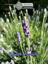 English Lavender Plant