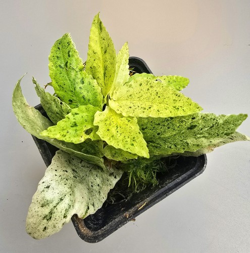 Pellionia repens variegata - repens,