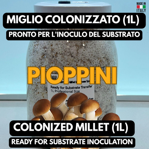 Micelio pioppino miglio - |,