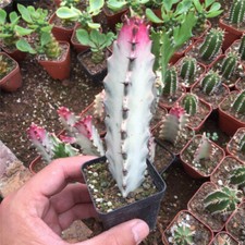 Pianta cactus succulenta - cactus,