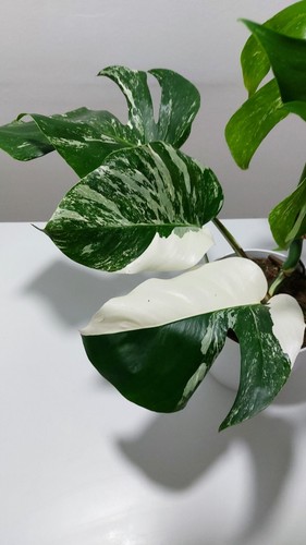 Monstera variegata big plant - monstera,