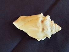 Conchiglia Strombus Pugilis