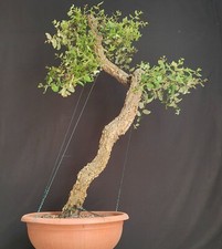 PRE BONSAI ESEMPLARE DI QUERCIA DA SUGHERO