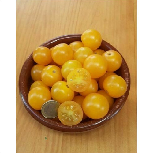 Pomodoro ciliegino pepita - pomodoro,