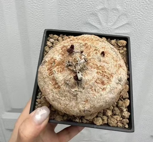 Rara pianta cactus - 8,