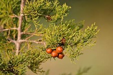 Juniperus phoenicea - ginepro
