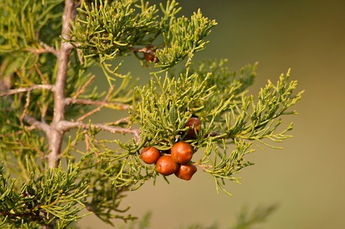 Juniperus phoenicea ginepro - -,