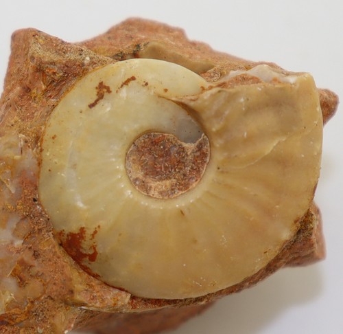 Ammonite kashmirites nivalis - ammonite,,
