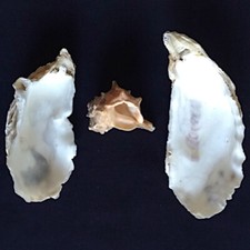 Conchiglie Murice e Ostriche, da collezione