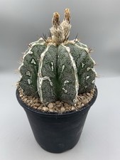 Astrophytum Hannya Vaso 14 Cm