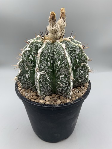 Astrophytum hannya vaso - astrophytum,