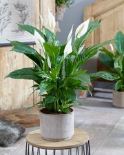 1 PIANTA DI SPATHIPHYLLUM