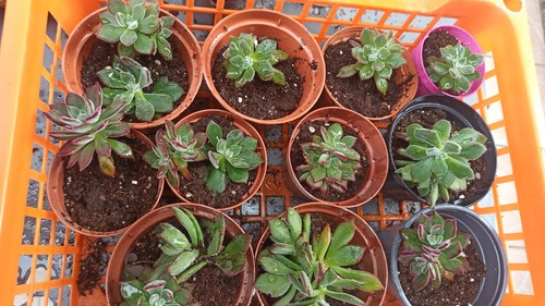 Echeveria pulvinata devotion - 2,