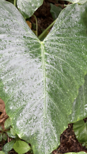 Alocasia macrorrhiza
