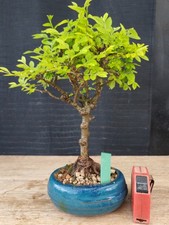 Bonsai olmo parvifolia - olmo,