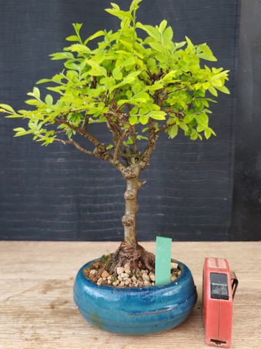 Bonsai olmo parvifolia h - ,