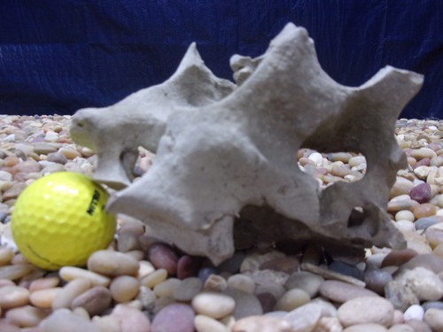 Texas holey rock - 02#, texas/tn