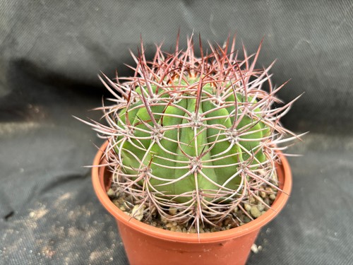 Denmoza rodacantha cactus - denmoza,