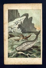 Il Narvalo, Unicorno Di Mare