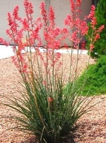 High red yucca - 5"-8", 3