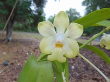 Vanda denisoniana Yellow