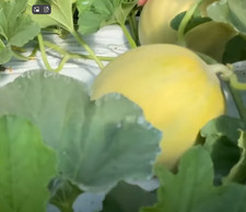 30 SEMI MELONE LISCIO, MANTOVANO profumo intenso e fresco, sapore dolcissimo