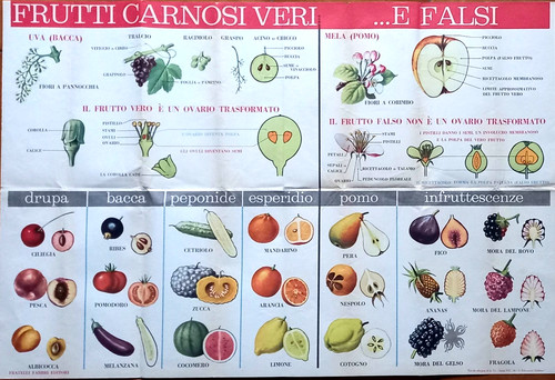 Frutti carnosi veri tavola - carnosi, e..-tavola