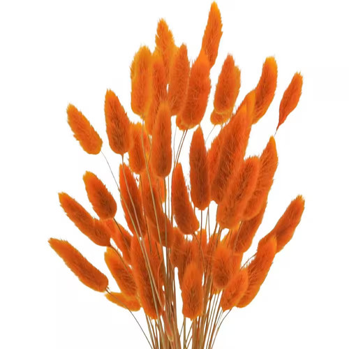 Pollici pampas lagurus - pampas,