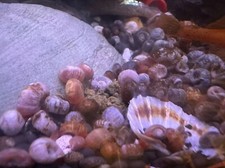 25+ Small Ramshorn Snails for