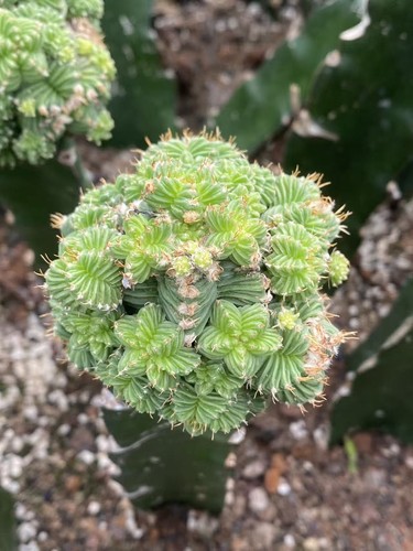 Rara pianta succulenta - rara,