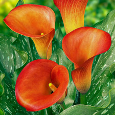 Bulbi Calle Zantedeschia -