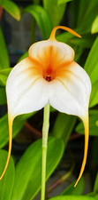 Masdevallia Vampiro Bianco NUOVO Orchidea Dracula Epidendrum