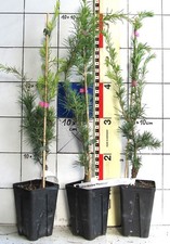 Cedrus deodara "Pendula"