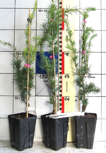 Cedrus deodara pendula - deodara, "pendula"