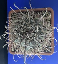 RARE Cactus Ferocactus